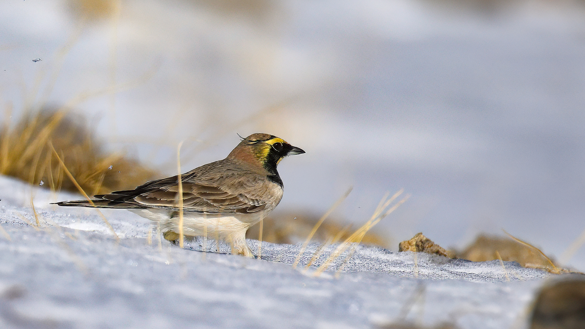 Horned Lark — Ana fotoğraf